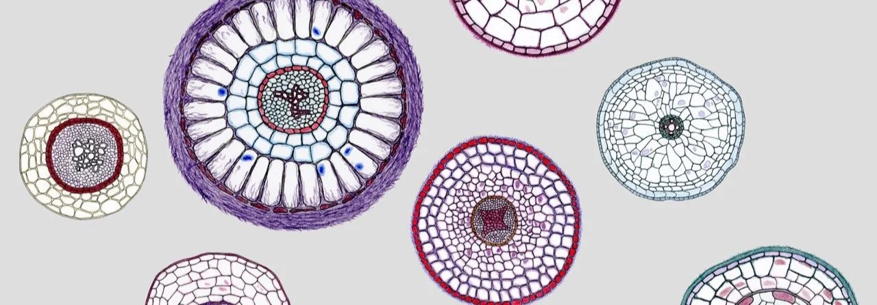 Cross-sections of first-order roots